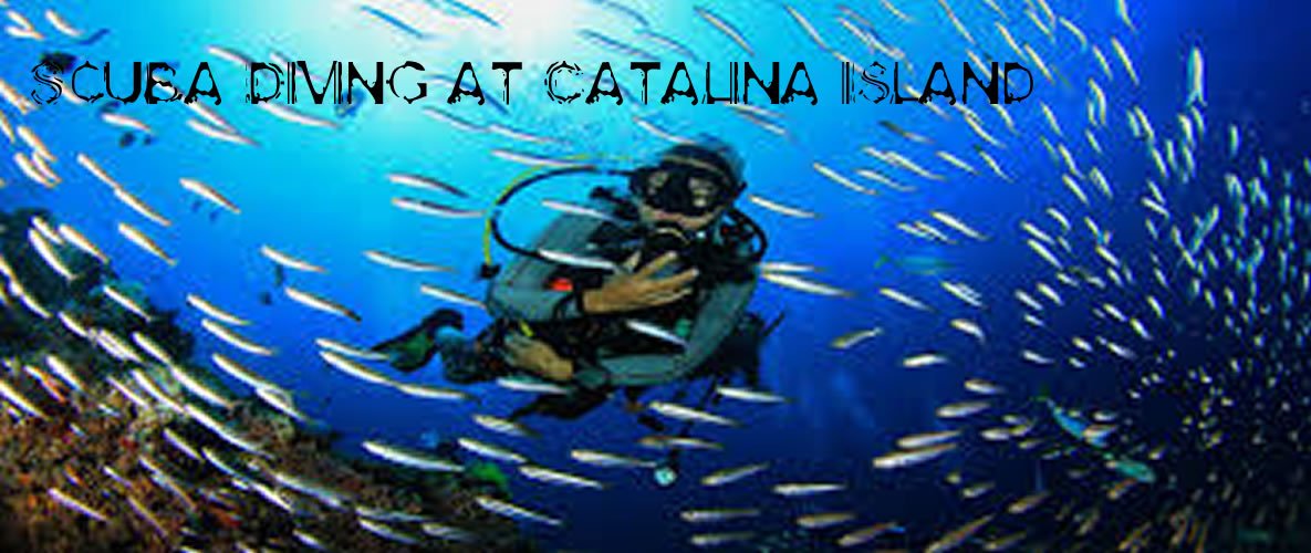 Scuba Diving at Catalina Island