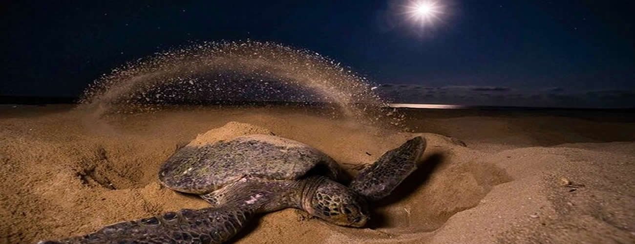 Turttle nesting by night